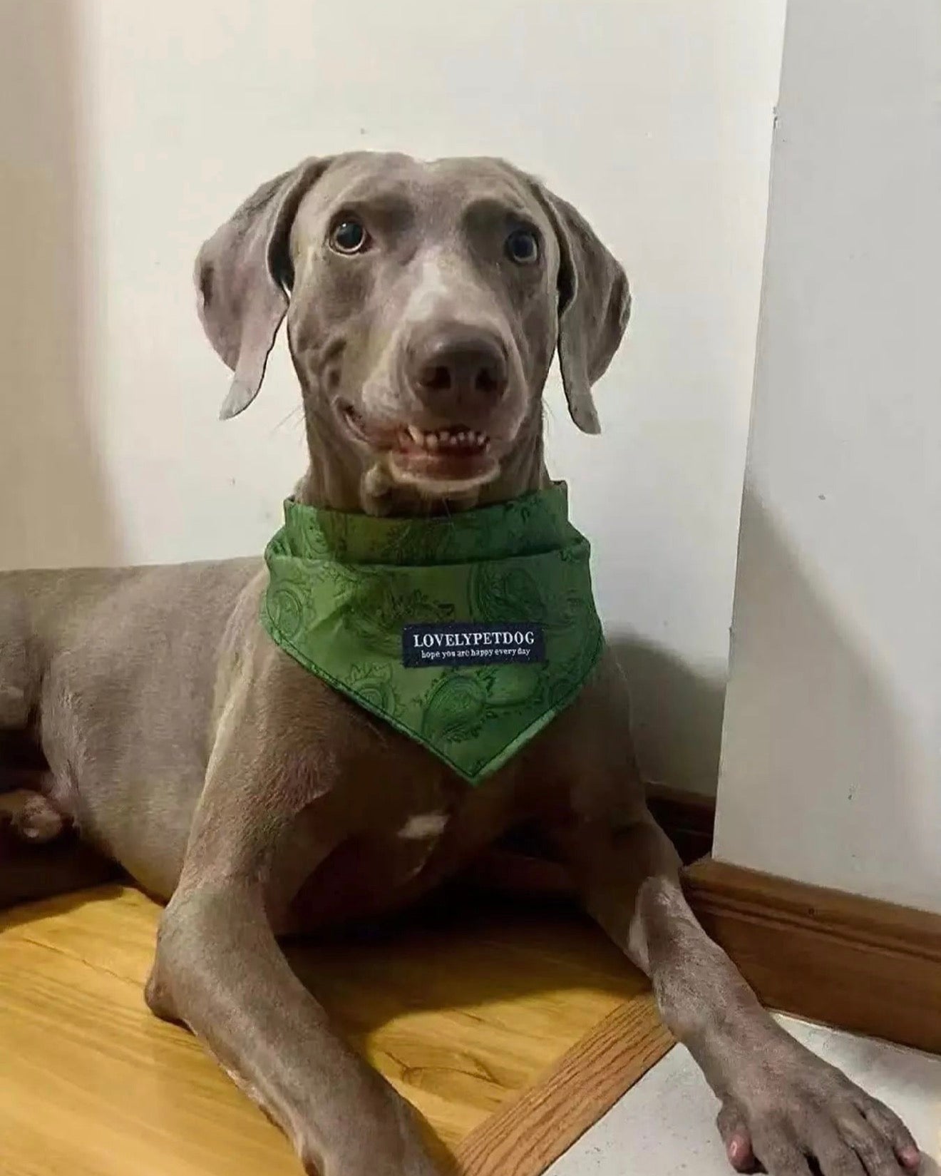 Dog's Clothing & Accessories